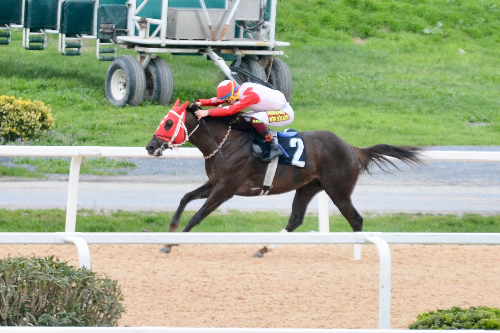 INDIANAPOLIS — kum pistte yarışan Avcı Ekürisi safkanı, Veliefendi